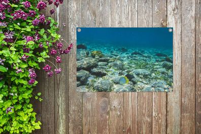 Gartenposter - 60x40 cm - Das Riff des Glover's Reef in Belize (Gr. 60x40 cm)