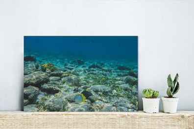 Glasbilder - 30x20 cm - Das Riff des Glover's Reef in Belize (Gr. 30x20 cm)