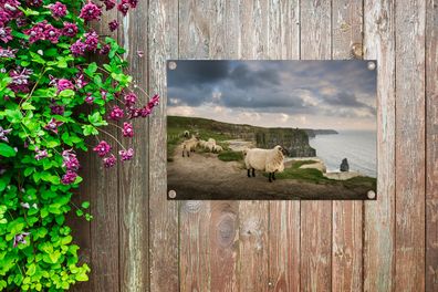 Gartenposter - 60x40 cm - Schafe in Irland (Gr. 60x40 cm)