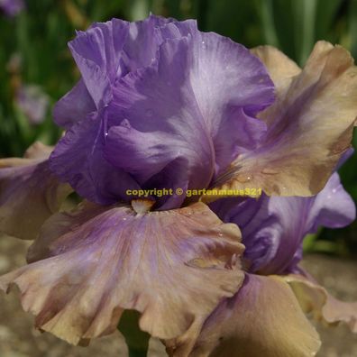 Schwertlilie Bart-Iris Mausonis