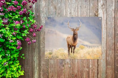 Gartenposter - 40x30 cm - Hirsche - Berge - Gras (Gr. 40x30 cm)