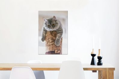 Leinwandbilder - 40x60 cm - Katze - Kratzbaum - Augen (Gr. 40x60 cm)