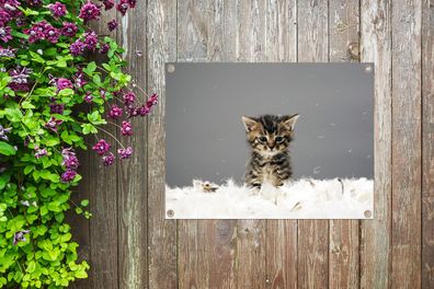 Gartenposter - 40x30 cm - Katze - Kätzchen - Federn (Gr. 40x30 cm)