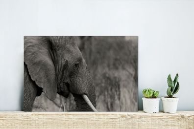 Glasbilder - 30x20 cm - Schwarzer und weißer Elefant (Gr. 30x20 cm)