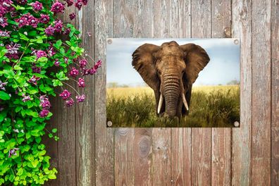 Gartenposter - 90x60 cm - Bedrohender Elefant (Gr. 90x60 cm)