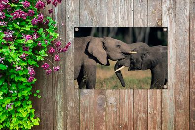 Gartenposter - 60x40 cm - Fließende Elefanten (Gr. 60x40 cm)