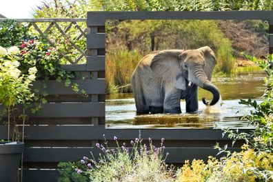 Gartenposter - 120x80 cm - Badender Elefant (Gr. 120x80 cm)