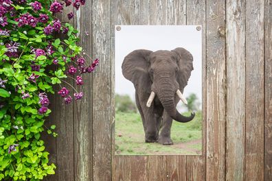 Gartenposter - 60x90 cm - Entgegenkommender Elefant (Gr. 60x90 cm)