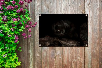 Gartenposter - 90x60 cm - Panther - Wald - Augen (Gr. 90x60 cm)