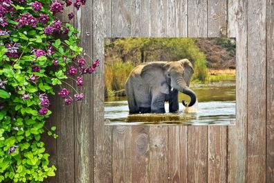 Gartenposter - 60x40 cm - Badender Elefant (Gr. 60x40 cm)
