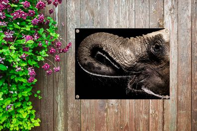 Gartenposter - 80x60 cm - Porträt eines Elefanten mit seinem Rüssel im Maul