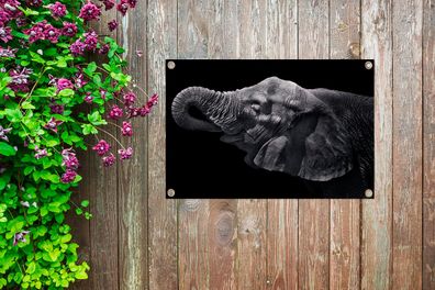 Gartenposter - 90x60 cm - Elefant mit Rüssel im Maul in Schwarz und Weiß