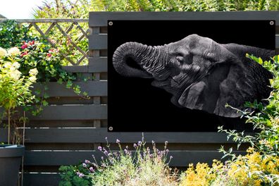Gartenposter - 120x80 cm - Elefant mit Rüssel im Maul in Schwarz und Weiß