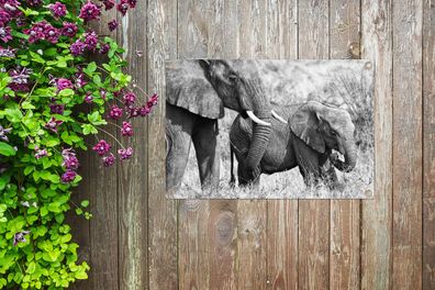 Gartenposter - 60x40 cm - Baby-Elefant und ihre Mutter in Kenia in schwarz und weiß