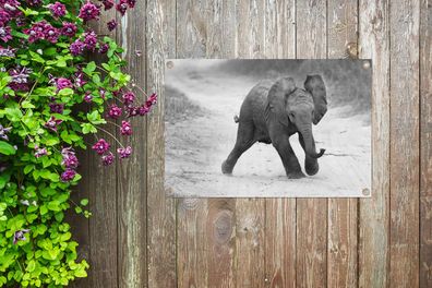 Gartenposter - 90x60 cm - Baby-Elefant zu Fuß in den Sand in schwarz und weiß