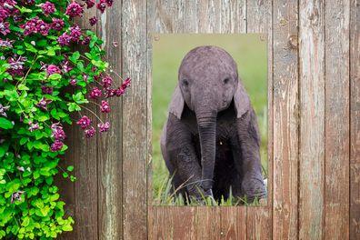 Gartenposter - 40x60 cm - Porträt eines Elefantenbabys (Gr. 40x60 cm)