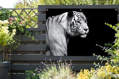 Gartenposter - 120x80 cm - Studio Schuss weißen Tiger auf schwarzem Hintergrund
