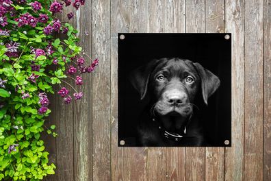 Gartenposter - 50x50 cm - Nahaufnahme Labrador Welpe gegen schwarzen Hintergrund in s