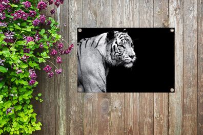 Gartenposter - 90x60 cm - Studio Schuss weißen Tiger auf schwarzem Hintergrund