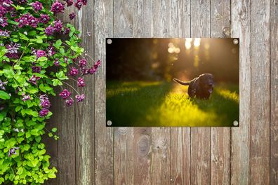 Gartenposter - 90x60 cm - Schöne Sonnenstrahlen über einem schwarzen Welpen
