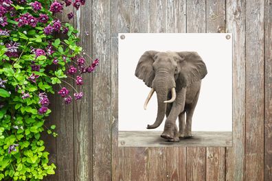Gartenposter - 50x50 cm - Elefant - Wanddekoration - Wohnzimmer - Schlafzimmer