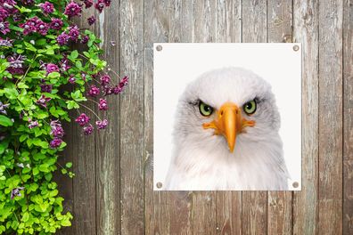 Gartenposter - 50x50 cm - Jungenzimmer - Adler - Amerikanischer Weißkopfseeadler - Po