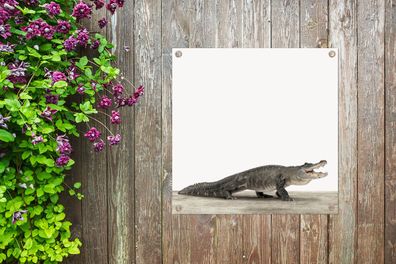 Gartenposter - 100x100 cm - Babyzimmer - Krokodil (Gr. 100x100 cm)