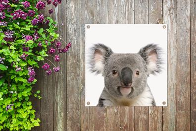 Gartenposter - 50x50 cm - Baby Koala - Koala-Bärenjunge - Schlafzimmer Junge - Mädche
