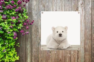 Gartenposter - 50x50 cm - Eisbärenjunge - Baby-Eisbär - Kinderzimmer - Babyzimmer