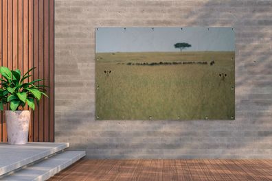 Gartenposter - 180x120 cm - Versteckte Löwinnen spionieren eine Herde Gnus aus