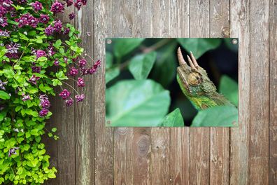 Gartenposter - 90x60 cm - Verstecktes Chamäleon zwischen den Blättern (Gr. 90x60 cm)
