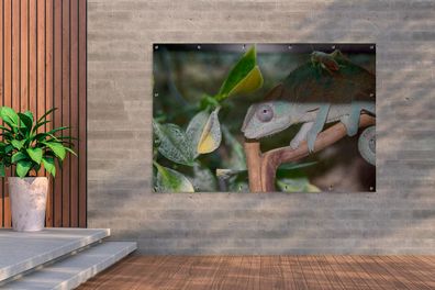 Gartenposter - 180x120 cm - Versteckte Grille auf dem Rücken des Chamäleons