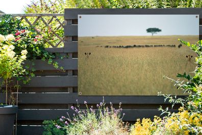 Gartenposter - 120x80 cm - Versteckte Löwinnen spionieren eine Herde Gnus aus