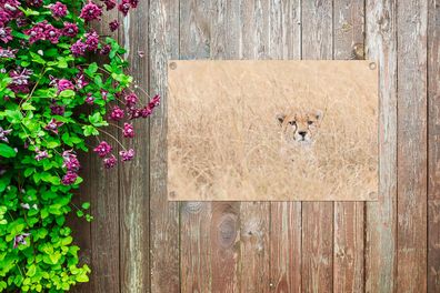 Gartenposter - 90x60 cm - Versteckter Gepard im hohen Gras (Gr. 90x60 cm)