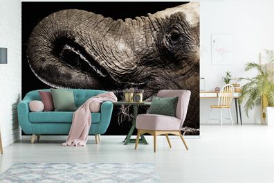 Fototapete - 295x220 cm - Porträt eines Elefanten mit seinem Rüssel im Maul