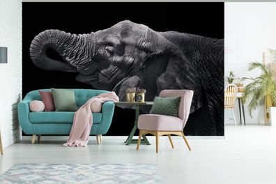 Fototapete - 360x240 cm - Elefant mit Rüssel im Maul in Schwarz und Weiß