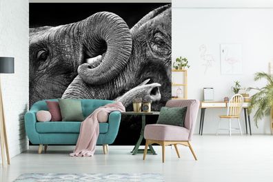 Fototapete - 350x350 cm - Elefant - Tiere - Schwarz - Weiß (Gr. 350x350 cm)