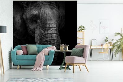 Fototapete - 280x280 cm - Elefant - Tier - Schwarz (Gr. 280x280 cm)