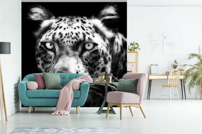 Fototapete - 260x260 cm - Nahaufnahme Persischer Leopard vor schwarzem Hintergrund in