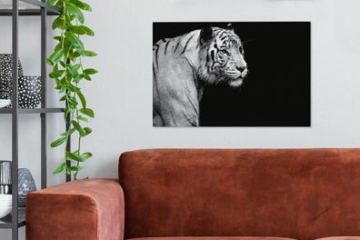 Leinwandbilder - 60x40 cm - Studio Schuss weißen Tiger auf schwarzem Hintergrund