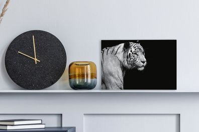 Leinwandbilder - 30x20 cm - Studio Schuss weißen Tiger auf schwarzem Hintergrund
