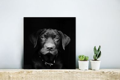 Glasbilder - 20x20 cm - Nahaufnahme Labrador Welpe gegen schwarzen Hintergrund in sch