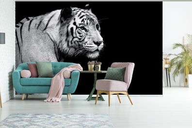 Fototapete - 405x260 cm - Studio Schuss weißen Tiger auf schwarzem Hintergrund