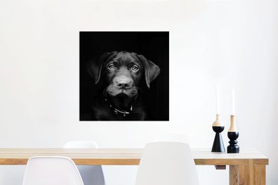 Glasbilder - 50x50 cm - Nahaufnahme Labrador Welpe gegen schwarzen Hintergrund in sch