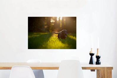 Glasbilder - 60x40 cm - Schöne Sonnenstrahlen über einem schwarzen Welpen