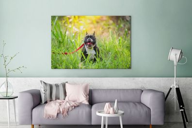 Leinwandbilder - 120x80 cm - Französische Bulldogge - Gras - Hundeleine