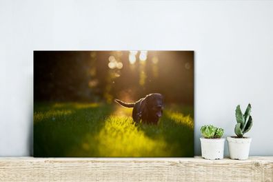 Leinwandbilder - 30x20 cm - Schöne Sonnenstrahlen über einem schwarzen Welpen