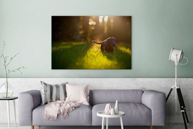 Leinwandbilder - 120x80 cm - Schöne Sonnenstrahlen über einem schwarzen Welpen