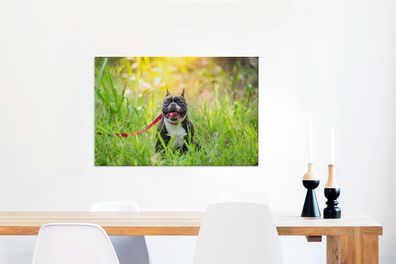 Leinwandbilder - 60x40 cm - Französische Bulldogge - Gras - Hundeleine (Gr. 60x40 cm)