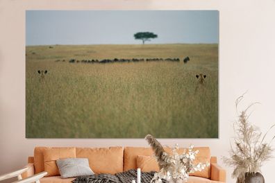 Glasbilder - 150x100 cm - Versteckte Löwinnen spionieren eine Herde Gnus aus